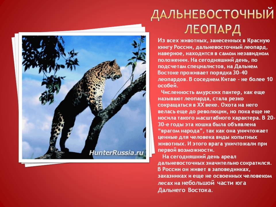 Дальневосточный леопард
