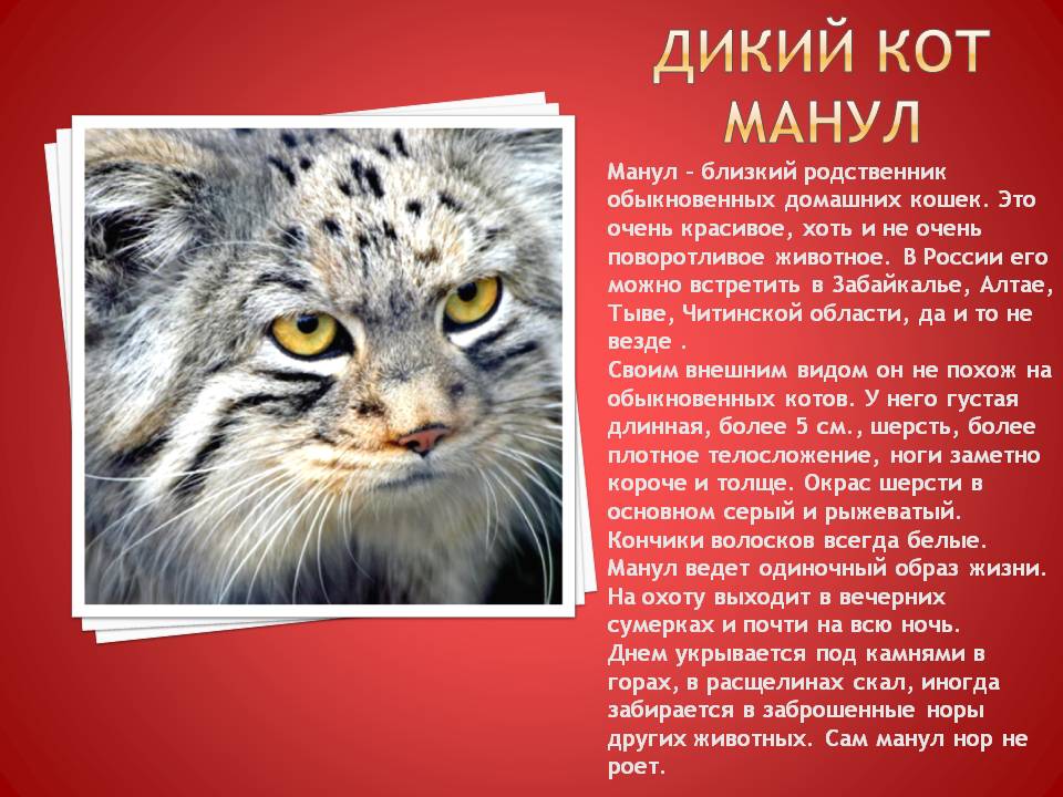 Дикий кот Манул
