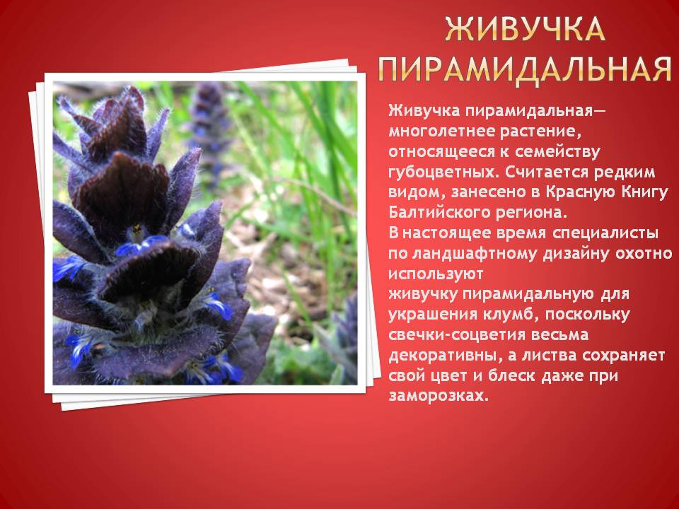 Живучка пирамидальная