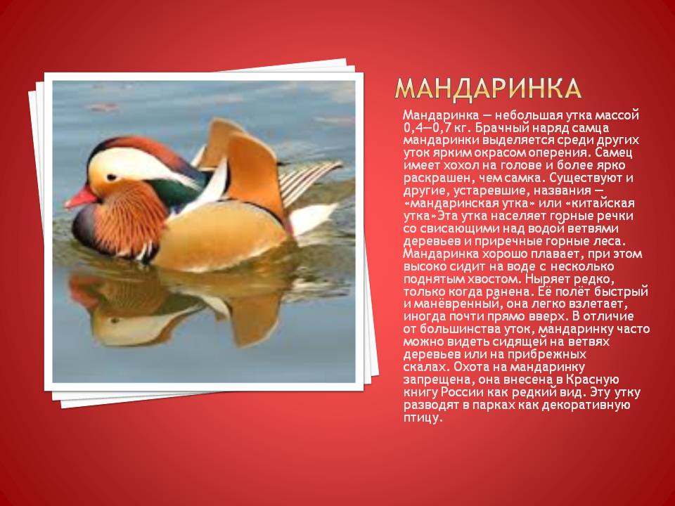 Мандаринка