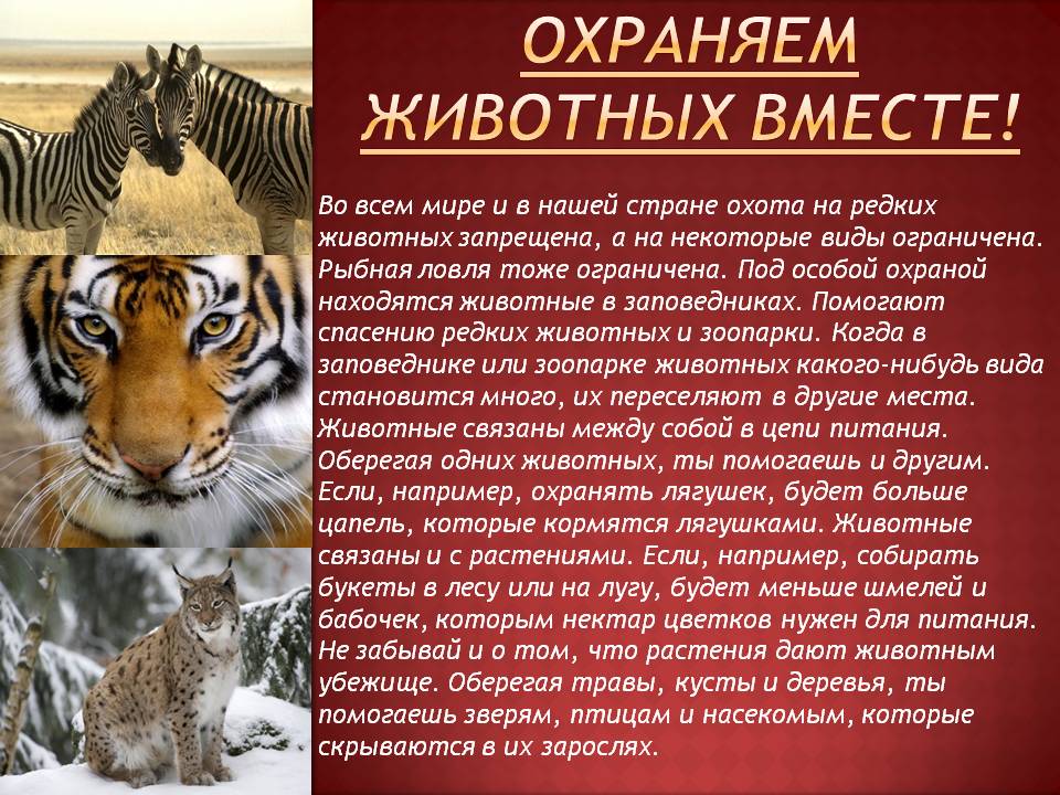 Охраняем животных вместе