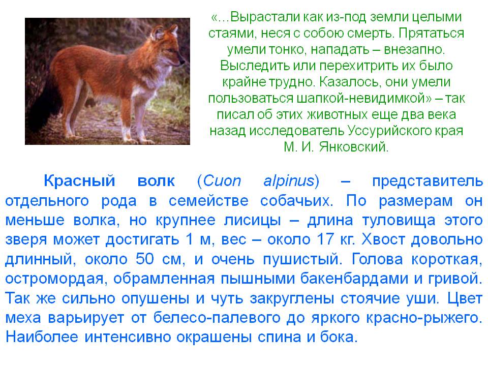 Длина туловища