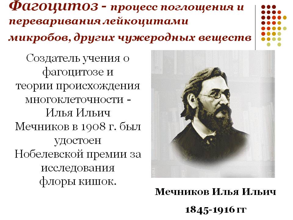 Фагоцитоз - процесс поглощения и переваривания лейкоцитами микробов,