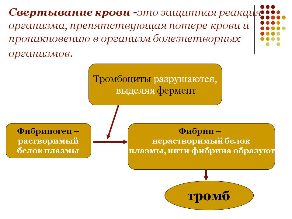 Свертывание крови -это защитная реакция организма, препятствующая