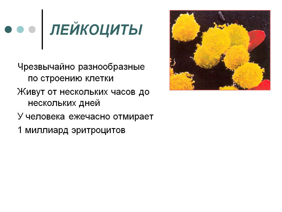 Лейкоциты
