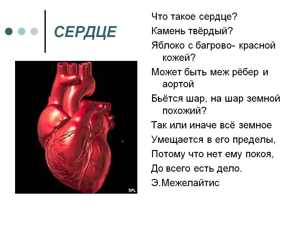 Сердце