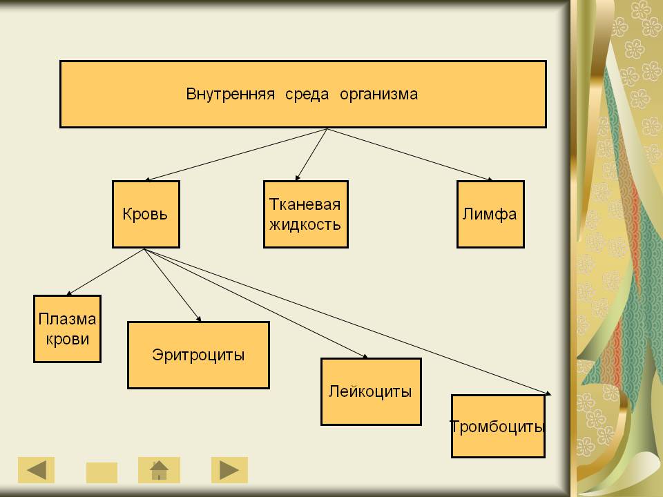 Внутренняя среда организма