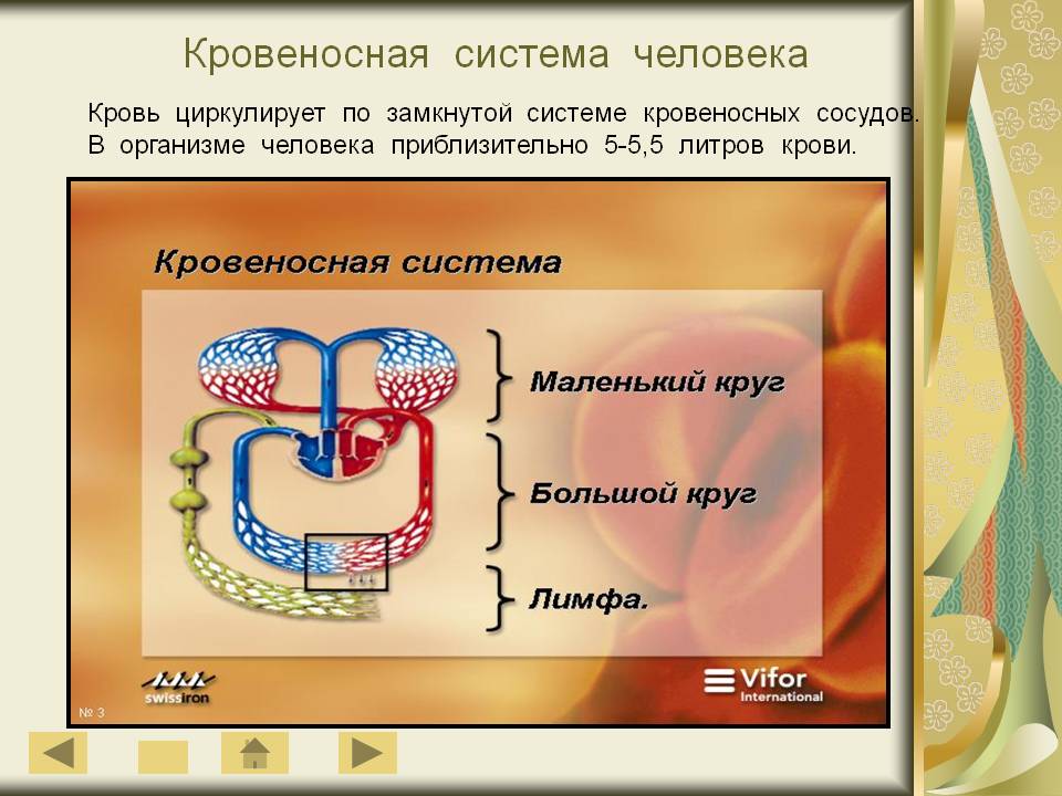 Кровеносная система человека