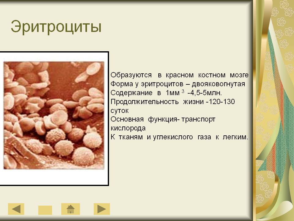Эритроциты