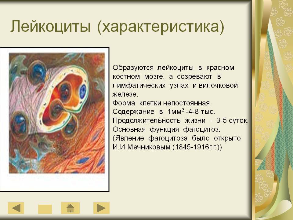 Лейкоциты
