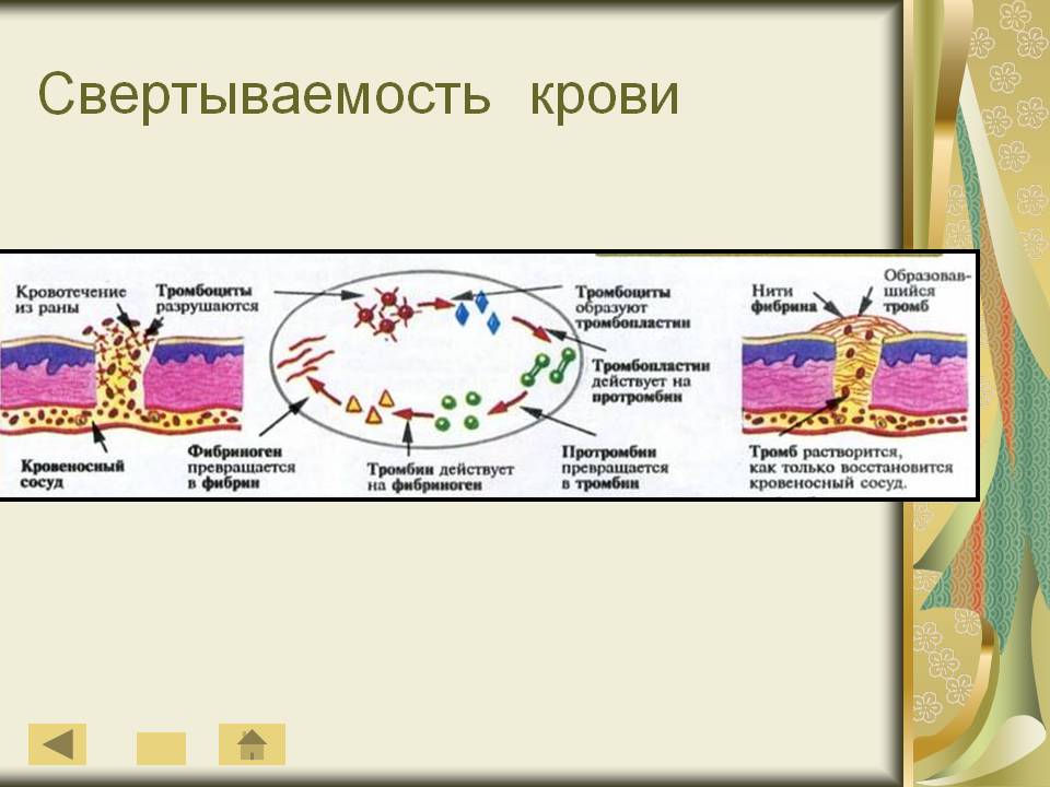 Свертываемость крови