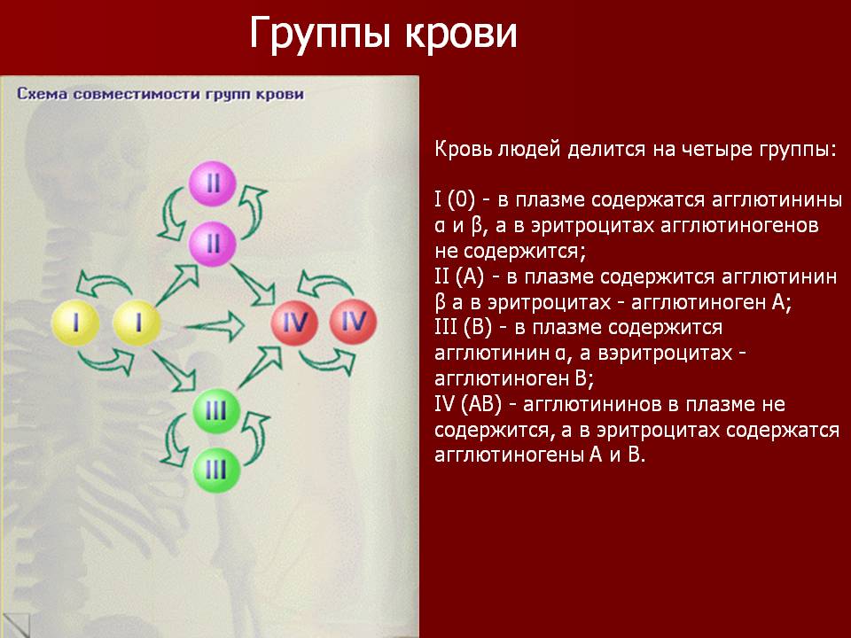 Группы крови