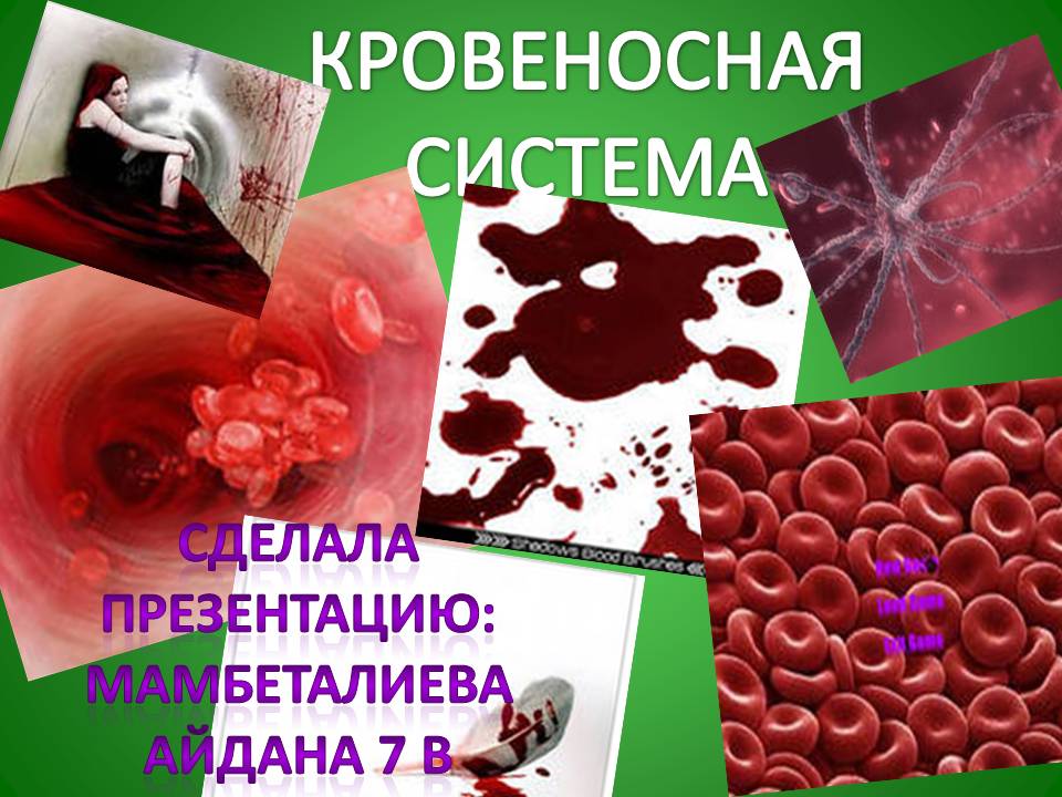 Кровеносная система