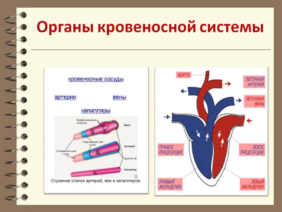 Органы кровеносной системы