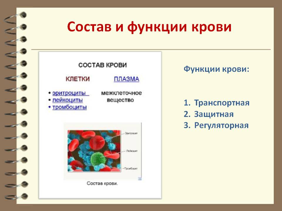 Состав и функции крови