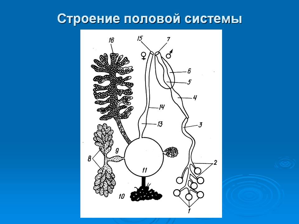 Строение половой системы