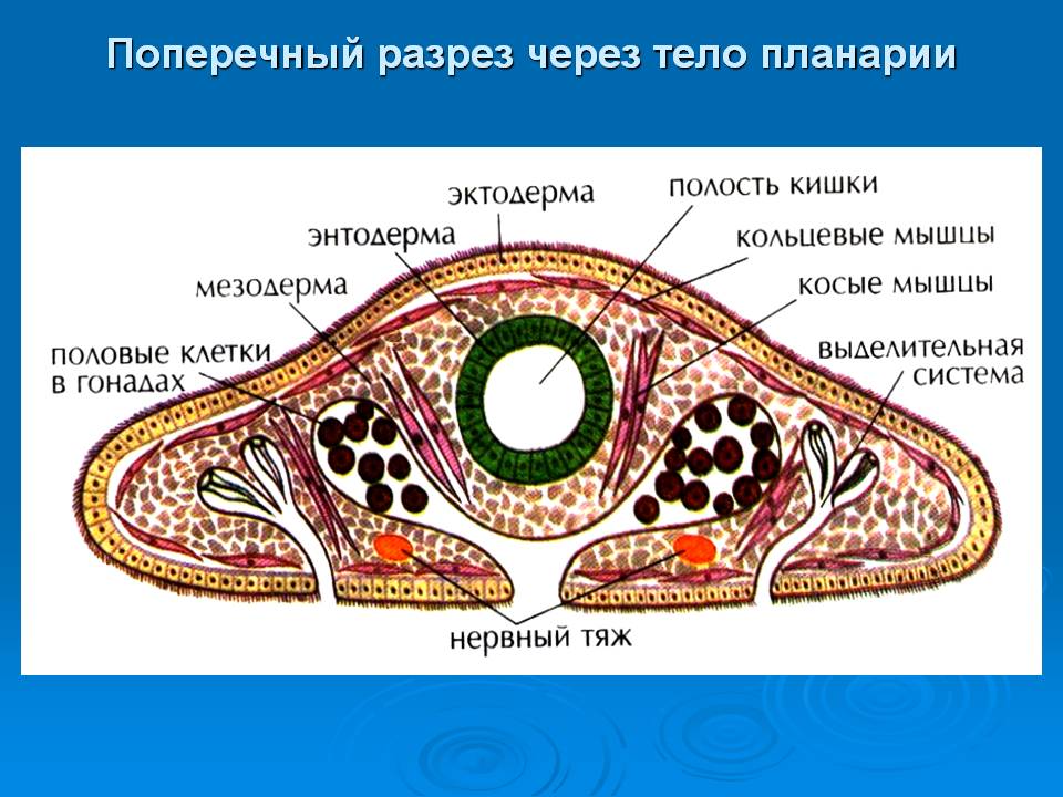 Поперечный разрез через тело планарии