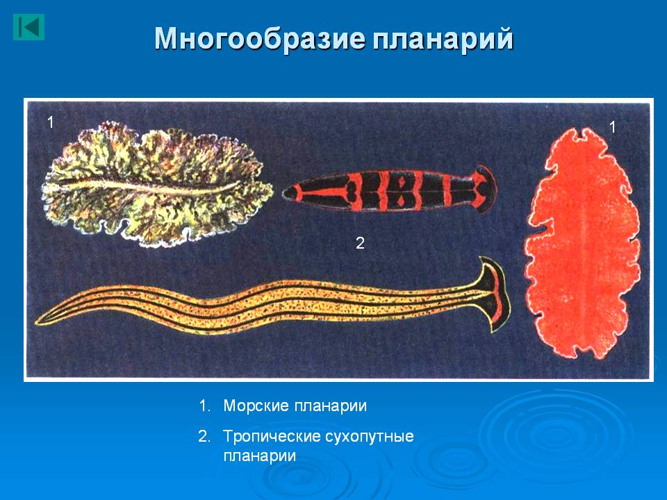 Многообразие планарий
