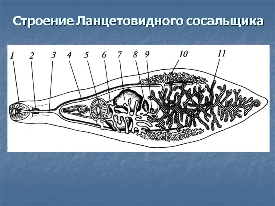 Строение Ланцетовидного сосальщика