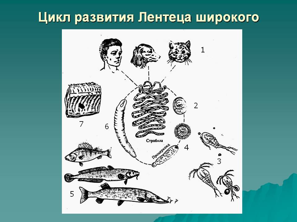 Цикл развития Лентеца широкого
