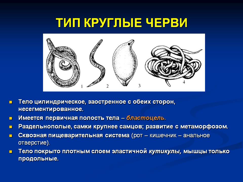 Тип круглые черви