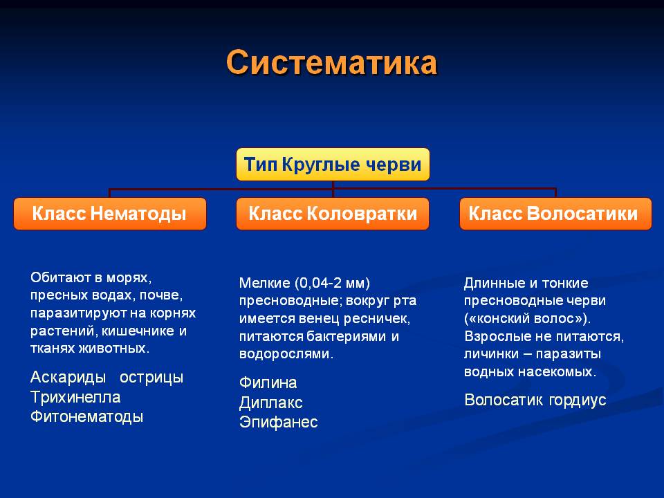 Систематика