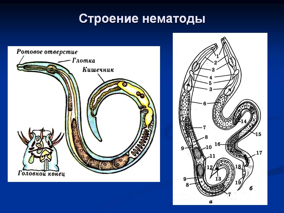 Строение нематоды