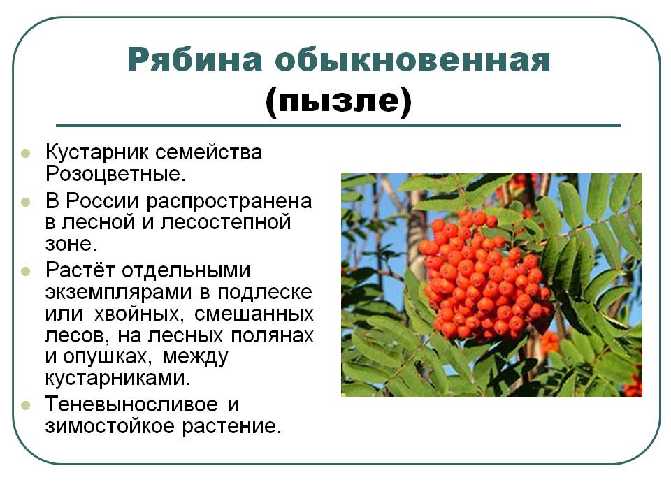 Рябина обыкновенная