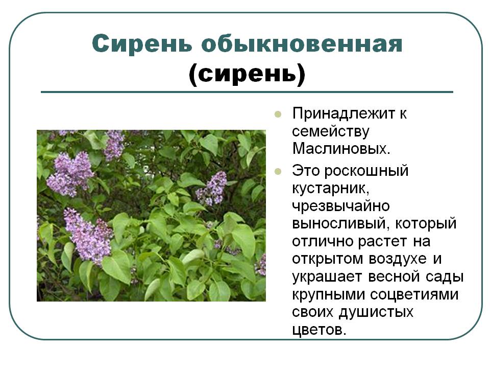 Сирень обыкновенная