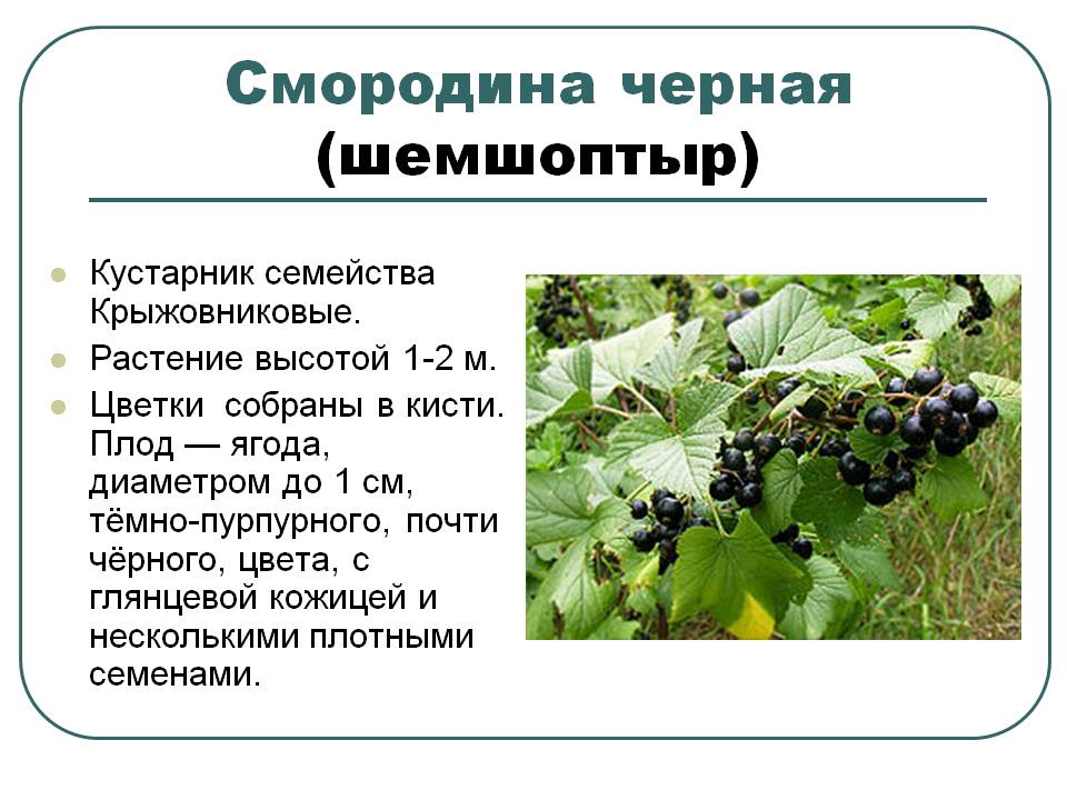 Смородина черная