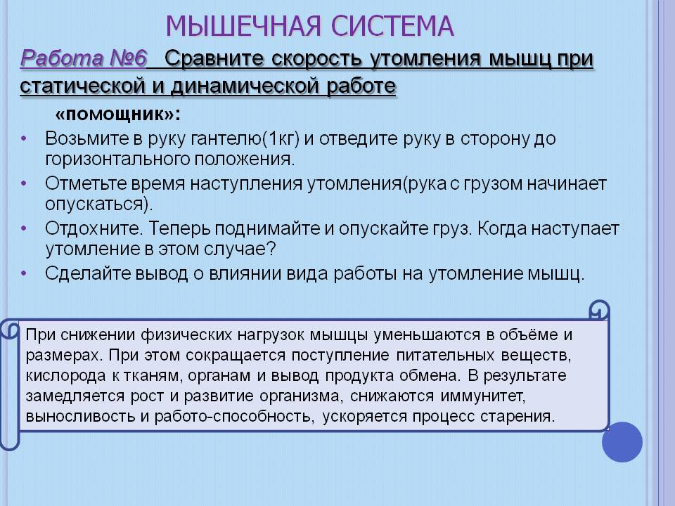Мышечная система