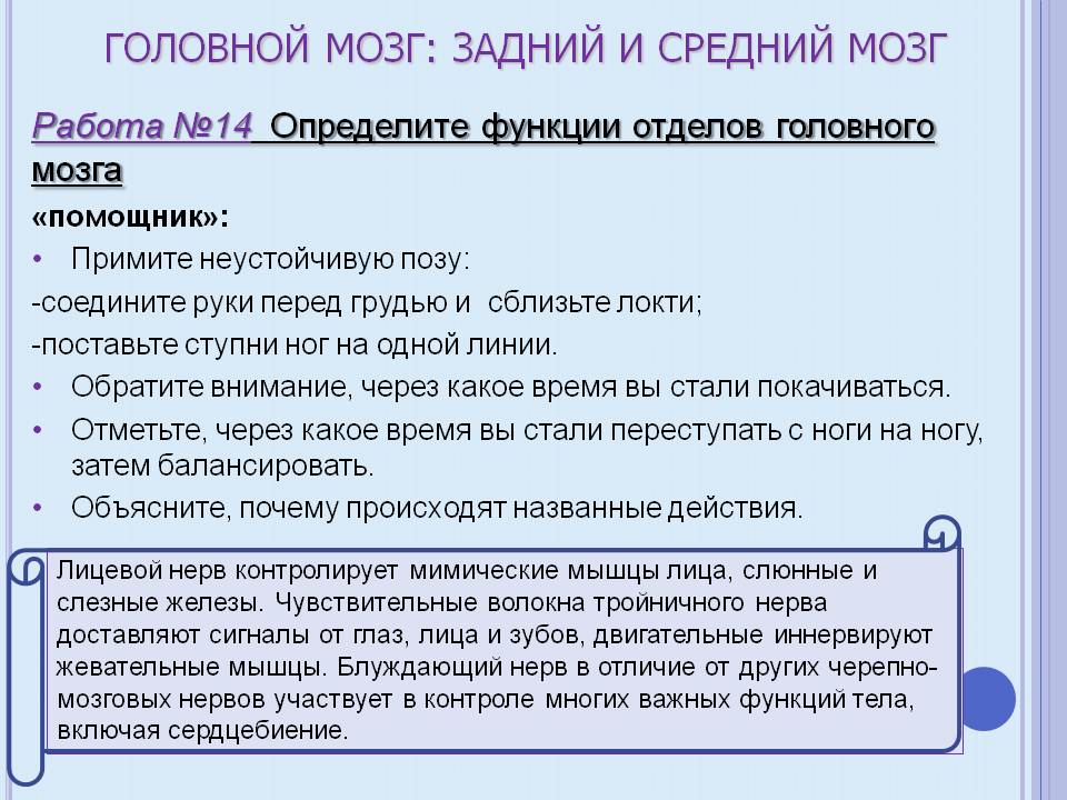 Головной мозг