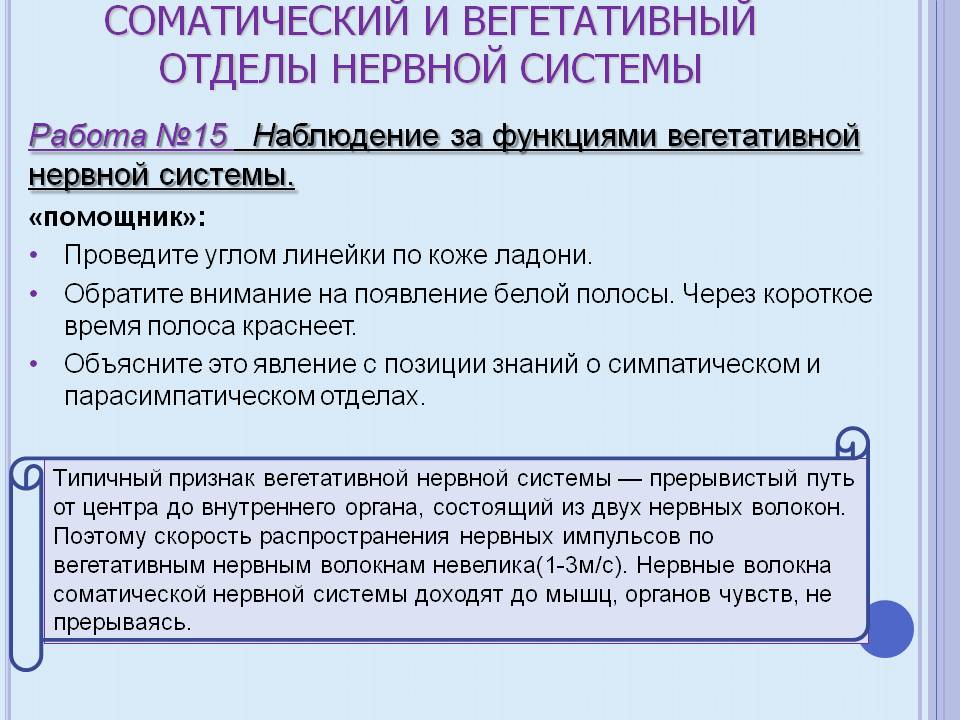 Соматический и вегетативный отделы нервной системы