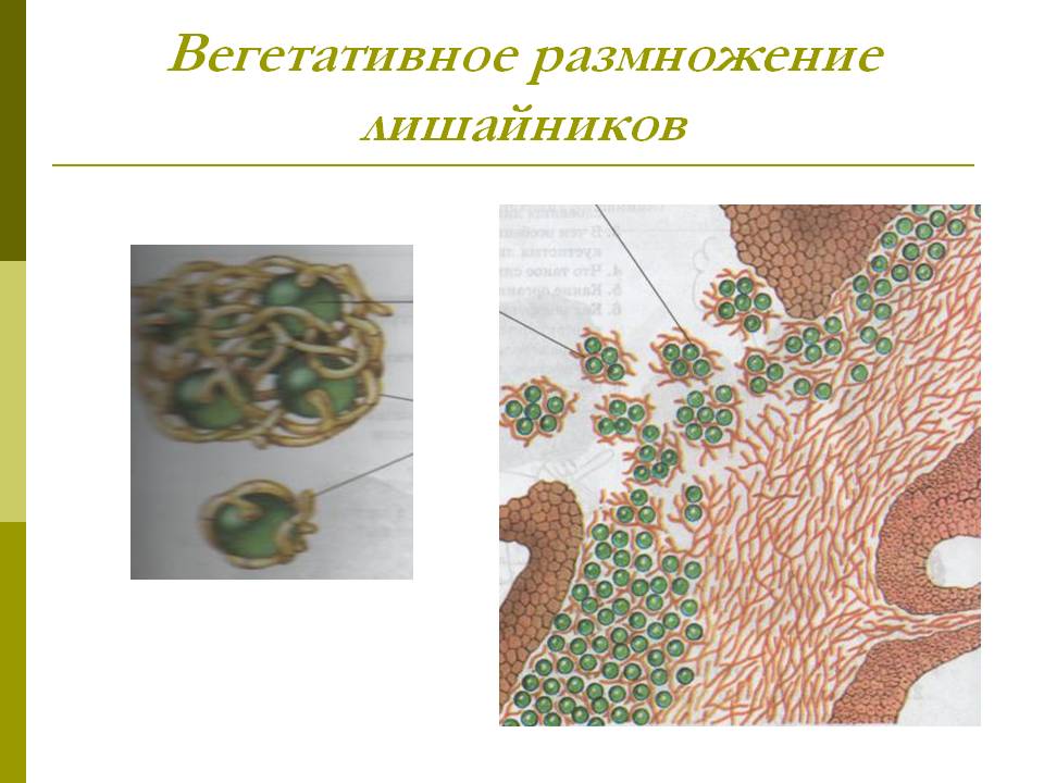 Вегетативное размножение лишайников