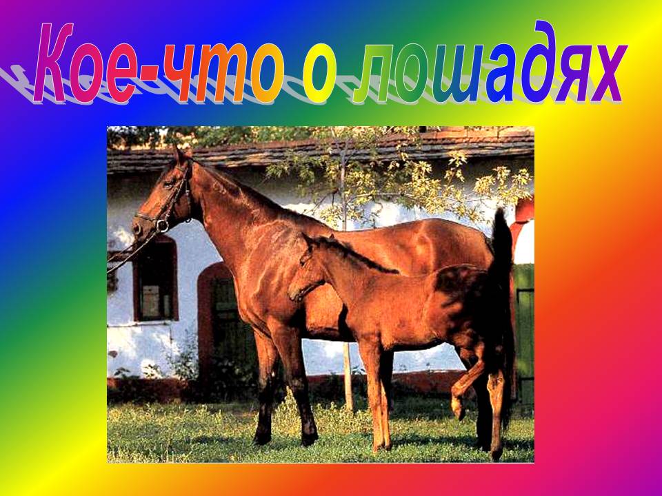 Кое-что о лошадях