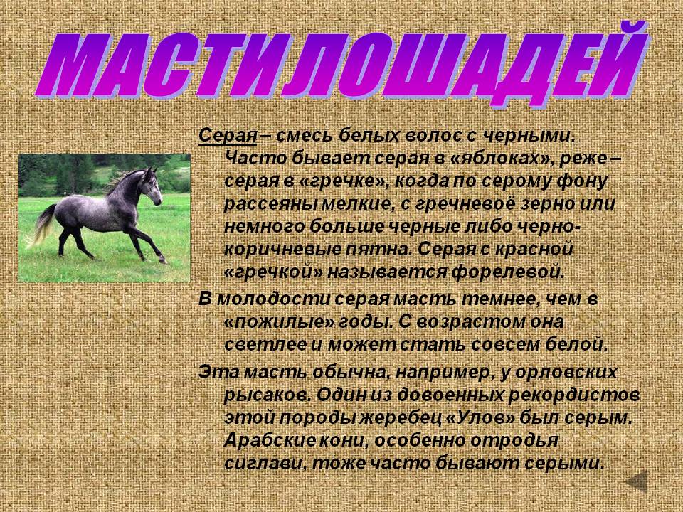 Масти лошадей