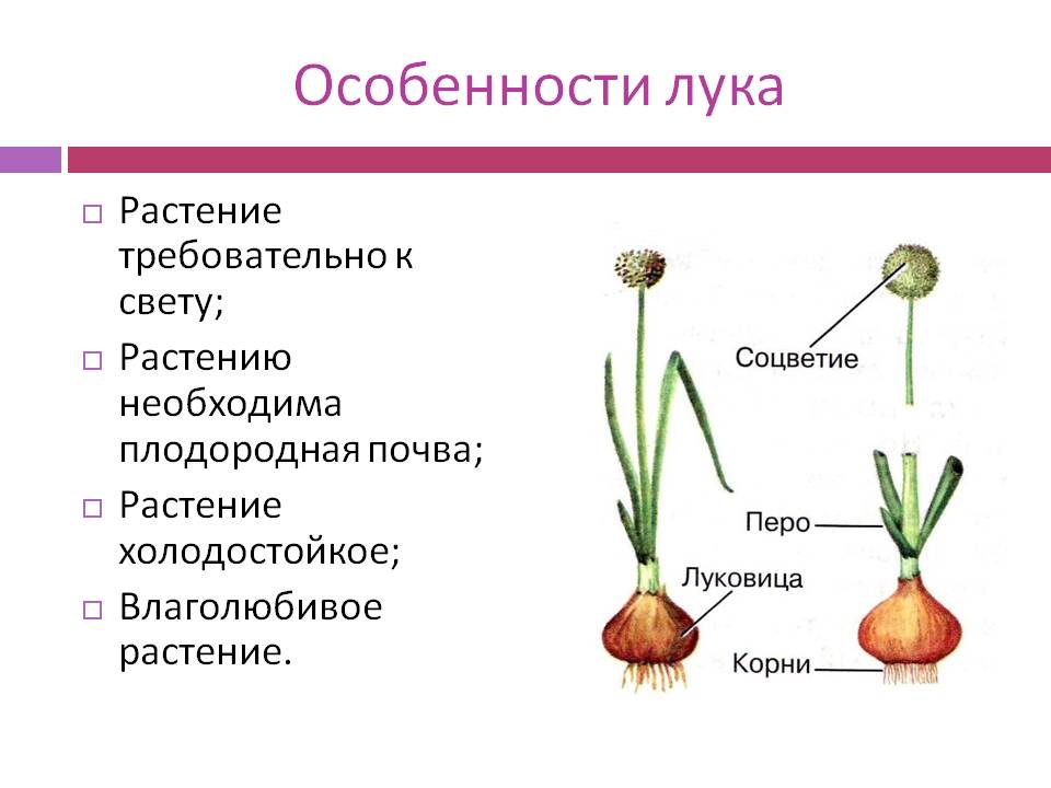 Особенности лука