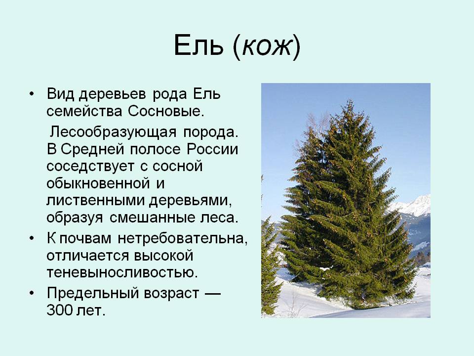 Ель