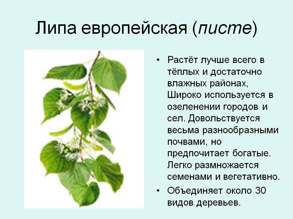 Липа европейская
