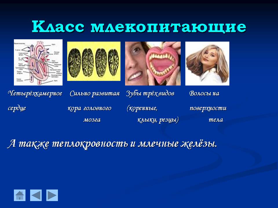 Класс Млекопитающие