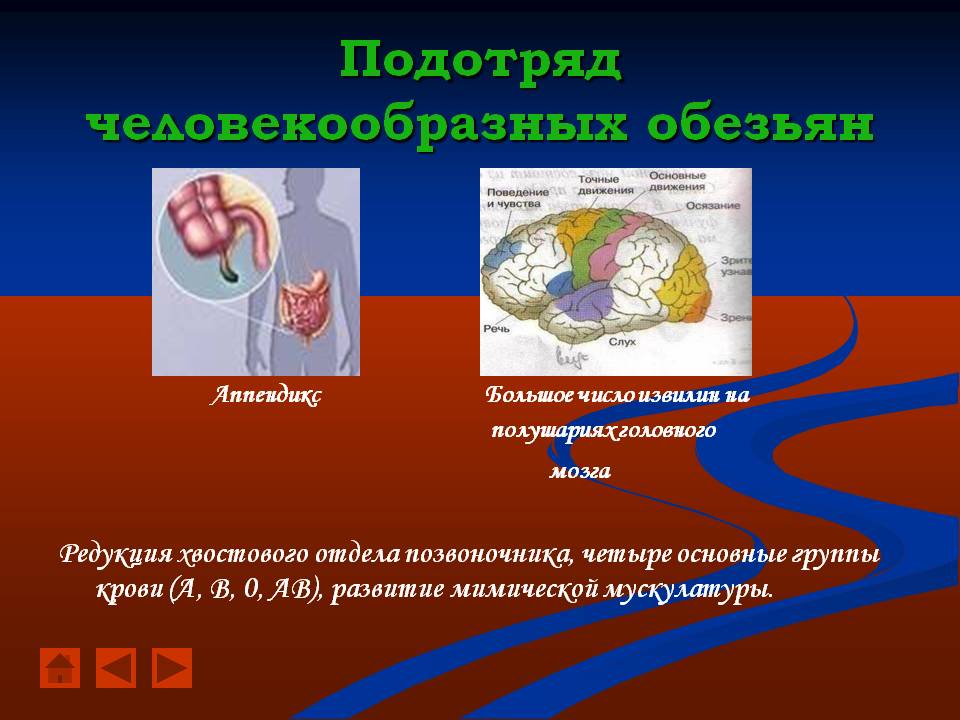 Подотряд Человекообразных обезьян