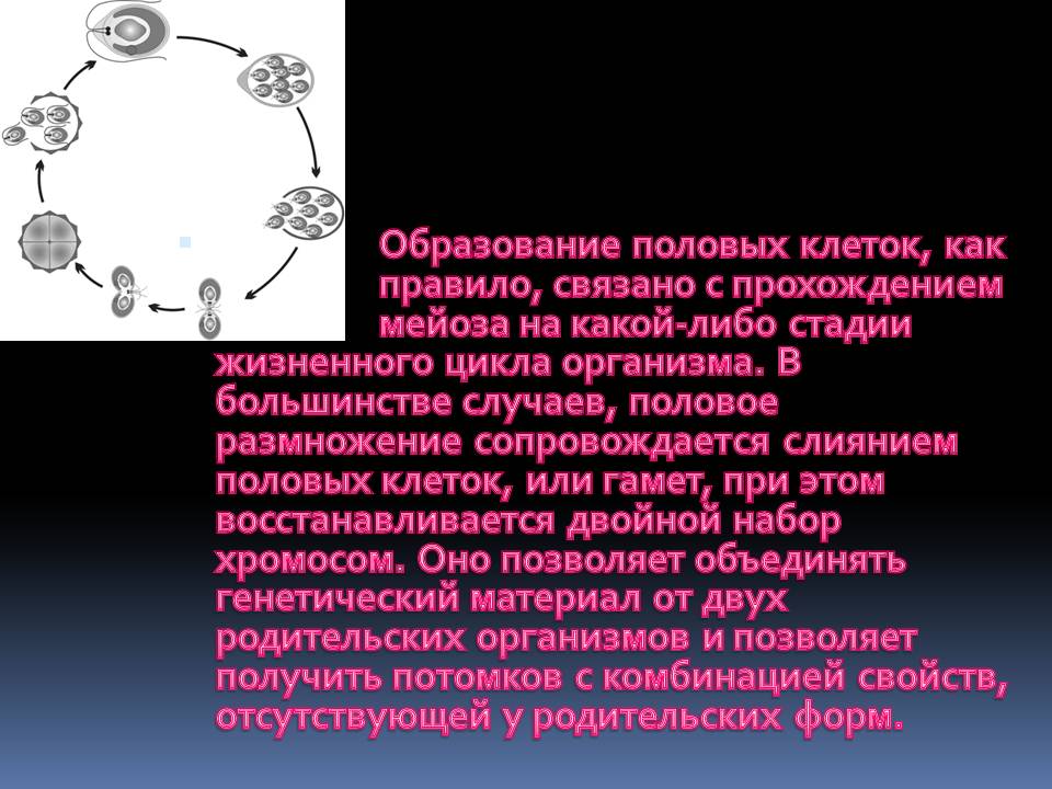 Образование половых клеток