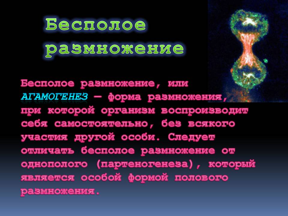 Бесполое размножение