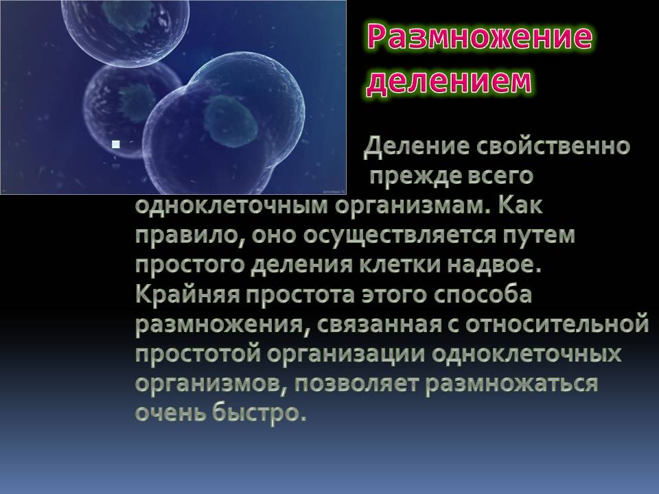 Размножение делением
