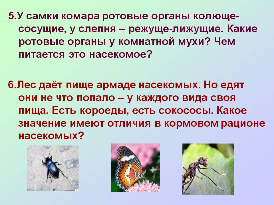 У самки комара ротовые органы колюще-сосущие