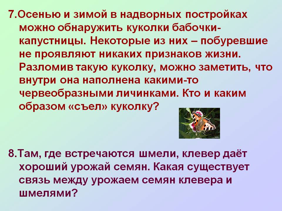 Куколки бабочки-капустницы