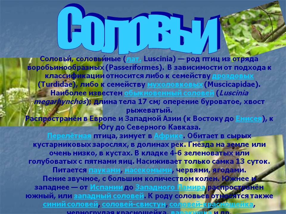 Соловьи