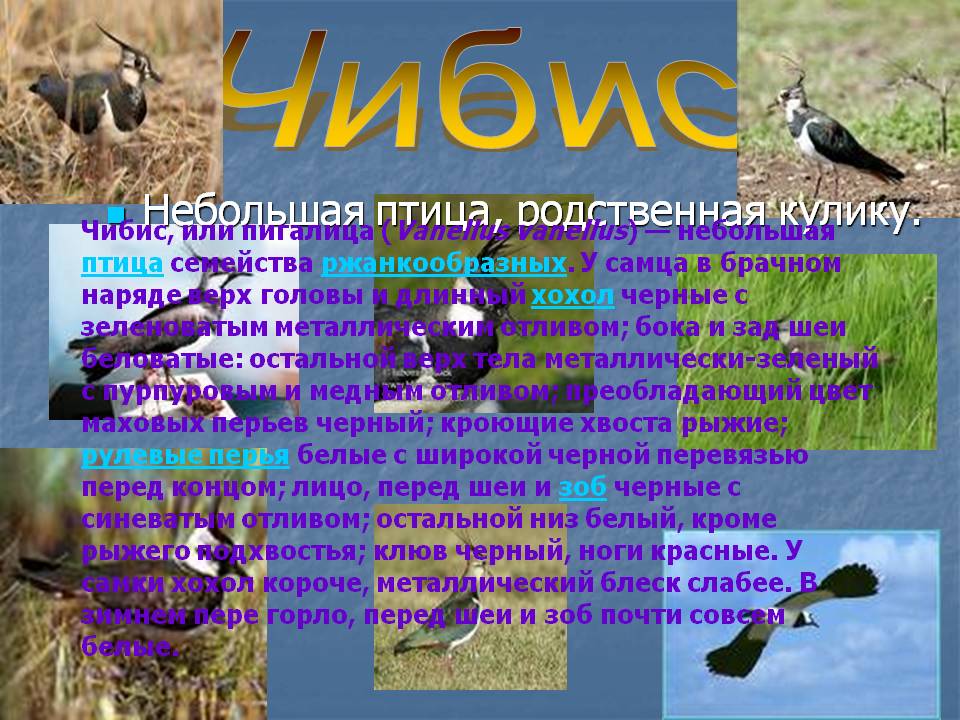 Чибис