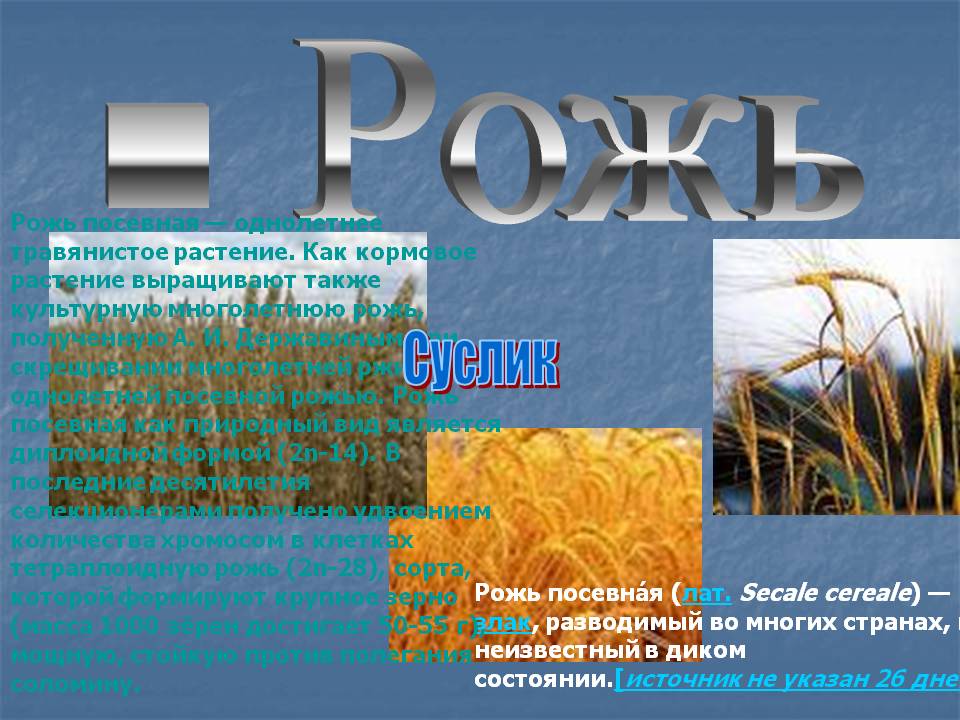 Рожь
