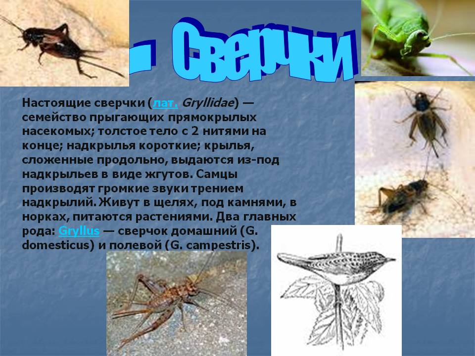 Сверчки